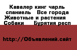 Кавалер кинг чарль спаниель - Все города Животные и растения » Собаки   . Бурятия респ.